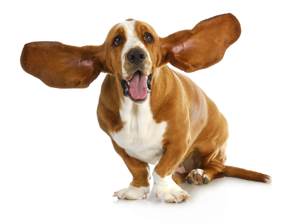 can you use colloidal silver on dogs ears